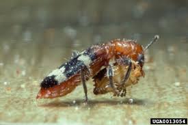 Attēlu rezultāti vaicājumam “Thanasimus formicarius”