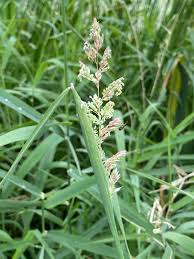 Attēlu rezultāti vaicājumam “Phalaroides arundinacea”