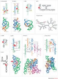 Attēlu rezultāti vaicājumam “Didymium minus young”