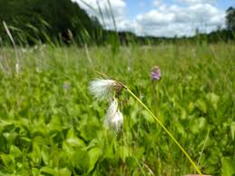 Attēlu rezultāti vaicājumam “Eriophorum angustifolium fruit”