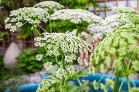 Attēlu rezultāti vaicājumam “Heracleum sosnowskyi leaf”