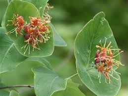 Attēlu rezultāti vaicājumam “Lonicera ferdinandii”