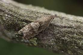 Attēlu rezultāti vaicājumam “Dichrorampha simpliciana”