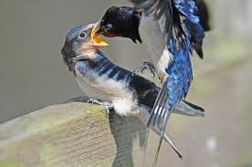 Attēlu rezultāti vaicājumam “Hirundo rustica juvenile”