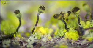 Attēlu rezultāti vaicājumam “Chaenotheca chrysocephala”