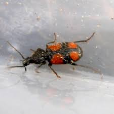 Attēlu rezultāti vaicājumam “Panagaeus cruxmajor”