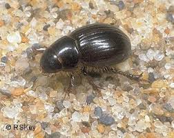 Attēlu rezultāti vaicājumam “Aegialia arenaria”