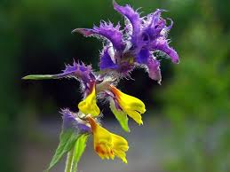 Attēlu rezultāti vaicājumam “Melampyrum nemorosum”