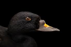 Attēlu rezultāti vaicājumam “Melanitta nigra male”