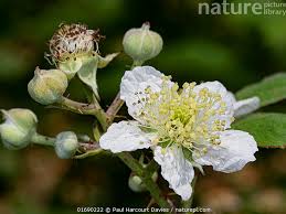 Attēlu rezultāti vaicājumam “Rubus plicatus flower”