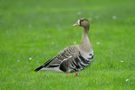 Attēlu rezultāti vaicājumam “Anser albifrons”