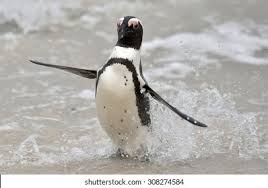 Image result for Spheniscus demersus