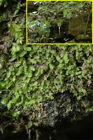 Attēlu rezultāti vaicājumam “Lophocolea coadunata”