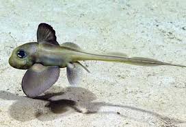 Attēlu rezultāti vaicājumam “Bilimbia tetramera”