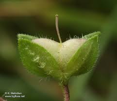 Attēlu rezultāti vaicājumam “Veronica persica fruit”