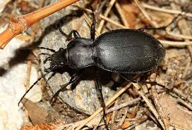 Attēlu rezultāti vaicājumam “Carabus coriaceus”