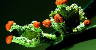 Attēlu rezultāti vaicājumam “Cladonia coccifera”