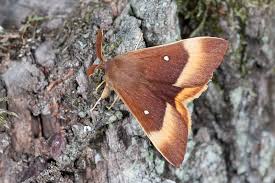 Attēlu rezultāti vaicājumam “Lasiocampa quercus imago”