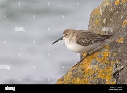 Attēlu rezultāti vaicājumam “Calidris alpina adult”