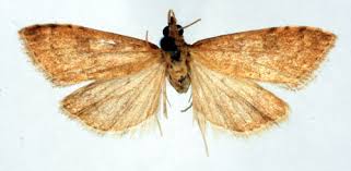 Attēlu rezultāti vaicājumam “Udea fulvalis”