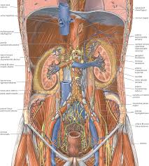 Image result for b%FD%E7ak anatomisi