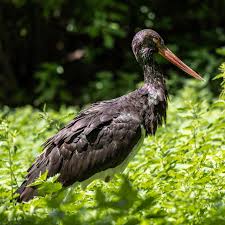 Attēlu rezultāti vaicājumam “Ciconia nigra adult”