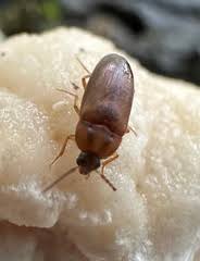 Attēlu rezultāti vaicājumam “Tetratomidae”