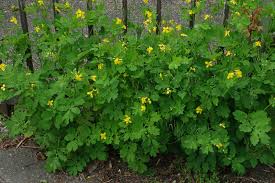 Image result for Chelidonium majus
