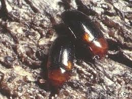 Attēlu rezultāti vaicājumam “Dacne bipustulata”