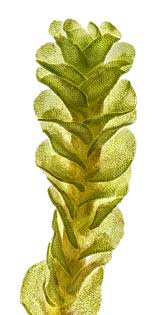 Attēlu rezultāti vaicājumam “Nardia geoscyphus”