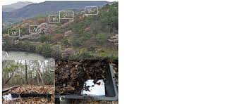 Attēlu rezultāti vaicājumam “Diderma effusum young”