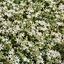 Attēlu rezultāti vaicājumam “Sedum hispanicum flower”