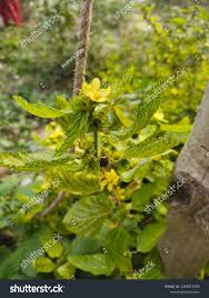 Attēlu rezultāti vaicājumam “Potentilla norvegica flower”