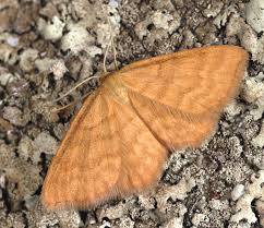 Attēlu rezultāti vaicājumam “Idaea serpentata”