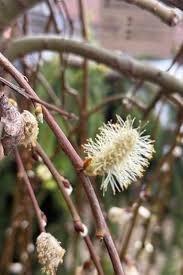 Attēlu rezultāti vaicājumam “Salix caprea”
