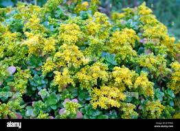 Attēlu rezultāti vaicājumam “Sedum aizoon fruit”