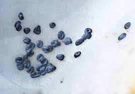 Attēlu rezultāti vaicājumam “Physarum diderma”