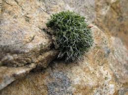 Attēlu rezultāti vaicājumam “Grimmia pulvinata sporophyte”