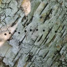 Attēlu rezultāti vaicājumam “Scolytus ratzeburgi”