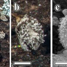 Attēlu rezultāti vaicājumam “Physarum penetrale”