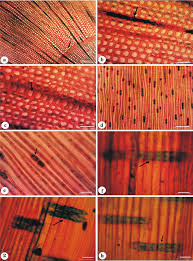 Attēlu rezultāti vaicājumam “Taxus wallichiana”