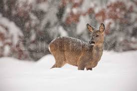 Attēlu rezultāti vaicājumam “Capreolus capreolus”