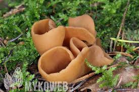 Attēlu rezultāti vaicājumam “Otidea leporina”