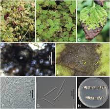 Attēlu rezultāti vaicājumam “Melissa officinalis leaf”