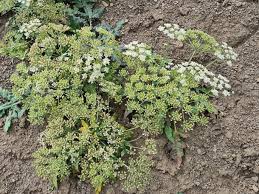 Attēlu rezultāti vaicājumam “Heracleum sphondylium subsp. sibiricum fruit”