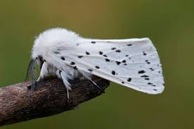 Attēlu rezultāti vaicājumam “Spilosoma lutea imago”