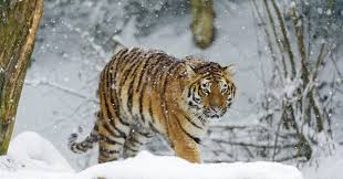 Afbeeldingsresultaat voor tijgers