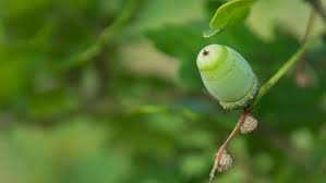 Attēlu rezultāti vaicājumam “Quercus robur bud”