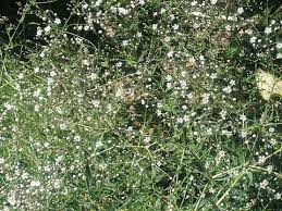Attēlu rezultāti vaicājumam “Gypsophila paniculata”