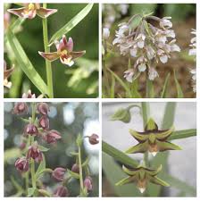 Attēlu rezultāti vaicājumam “Epipactis”